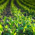 Green corn field Royalty Free Stock Photo