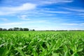 Green corn field