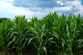 Green corn field against the blue sky. Beautiful landscape Royalty Free Stock Photo