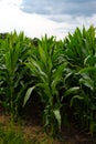 Green corn field against the blue sky. Beautiful landscape Royalty Free Stock Photo