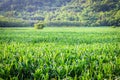 Green corn field Royalty Free Stock Photo