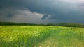 Green corn field befor the rain begin Royalty Free Stock Photo
