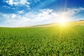 Green corn field and blue sky Royalty Free Stock Photo