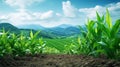 Green corn field with blue sky and mountain background Royalty Free Stock Photo