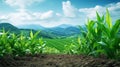 Green corn field with blue sky and mountain background