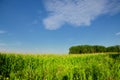 Green corn field and blue sky in Poland Royalty Free Stock Photo