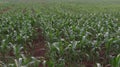 Green corn field,blue sky and sun on summer day Royalty Free Stock Photo