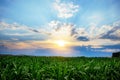 Green corn field,blue sky and sun on summer day. Royalty Free Stock Photo