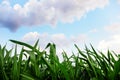 Green corn field,blue sky and sun on summer day. Royalty Free Stock Photo