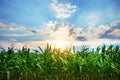 Green corn field,blue sky and sun on summer day. Royalty Free Stock Photo