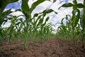 Green corn field,blue sky and sun on summer day Royalty Free Stock Photo