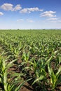 Green corn field,blue sky and sun on summer day Royalty Free Stock Photo