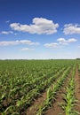 Green corn field,blue sky and sun on summer day Royalty Free Stock Photo