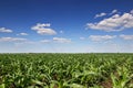 Green corn field,blue sky and sun on summer day Royalty Free Stock Photo