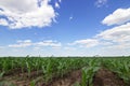 Green corn field,blue sky and sun on summer day Royalty Free Stock Photo