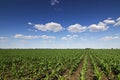 Green corn field,blue sky and sun on summer day Royalty Free Stock Photo