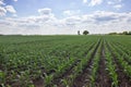 Green corn field,blue sky and sun on summer day Royalty Free Stock Photo