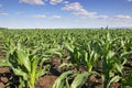 Green corn field,blue sky and sun on summer day Royalty Free Stock Photo