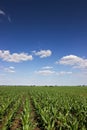 Green corn field,blue sky and sun on summer day Royalty Free Stock Photo