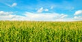 Green corn field and bright blue sky. Wide photo Royalty Free Stock Photo
