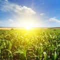 Green corn field and bright sun rise against the blue sky. Royalty Free Stock Photo