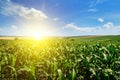 Green corn field and bright sun rise against the blue sky. Royalty Free Stock Photo