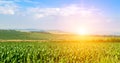 Green corn field and a bright sun rise. Wide photo Royalty Free Stock Photo