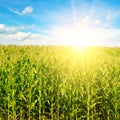 Green corn field and bright sunrise against the blue sky Royalty Free Stock Photo