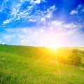 Green corn field and bright sunrise against the blue sky Royalty Free Stock Photo