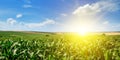 Green corn field and bright sunrise on blue sky. Wide photo. Royalty Free Stock Photo