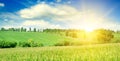 Green corn field and bright sunrise . Wide photo. Royalty Free Stock Photo