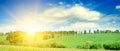 Green corn field and bright sunrise . Wide photo Royalty Free Stock Photo