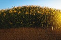 Green corn field with cobs at sunset