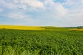 Green corn field in countryside, beautiful landscape. Harvest concept. Rural scenery Royalty Free Stock Photo