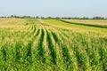 Green corn field - fresh and clean Royalty Free Stock Photo