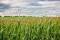 Green corn field Royalty Free Stock Photo