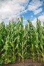 Green corn field Royalty Free Stock Photo