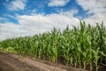 Green corn field Royalty Free Stock Photo