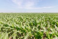 Green Corn Field. Green corn growing on the field, blue sky and Royalty Free Stock Photo