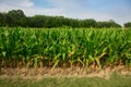 Green corn field growing up against blue sky