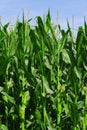 Green corn field growing up on blue sky Royalty Free Stock Photo