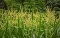 Green corn field growing up. Royalty Free Stock Photo