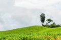 Green corn field growing up on cloudy sky Royalty Free Stock Photo