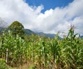 Green corn field in the highlands of western Honduras