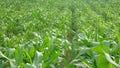 green corn field with fresh sprouts planted in a row Royalty Free Stock Photo