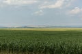 Green corn field and landscape view in spring Royalty Free Stock Photo