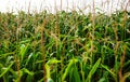 Green corn field with natural food crops growing on rural farm