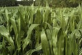 Green corn field Royalty Free Stock Photo