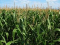 Green corn field over blue sky. Royalty Free Stock Photo