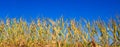 Green corn field over blue sky. Royalty Free Stock Photo